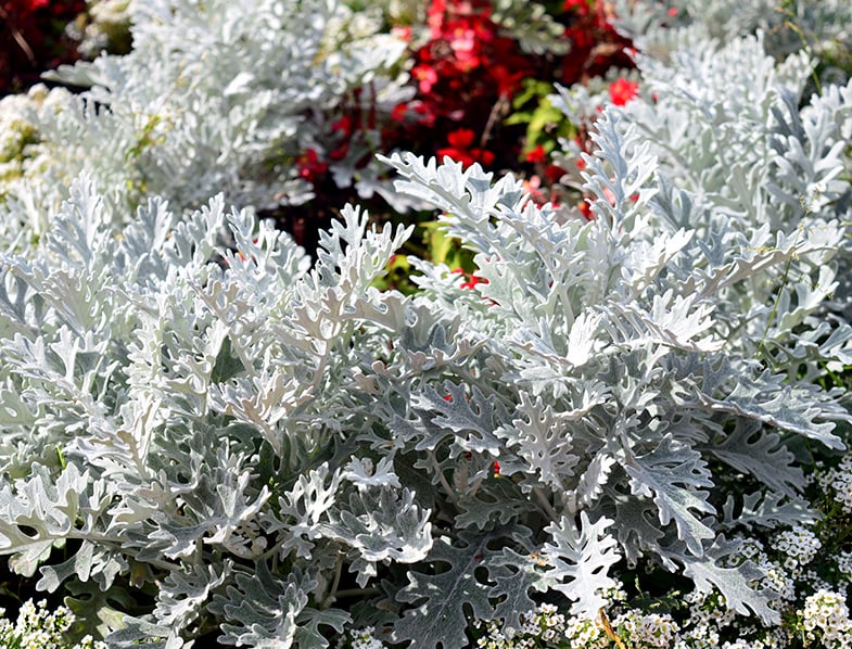 Dusty miller
