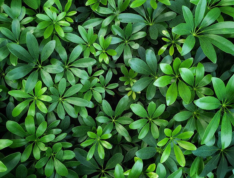 Dwarf Umbrella Tree