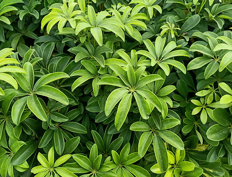 Dwarf Umbrella Tree