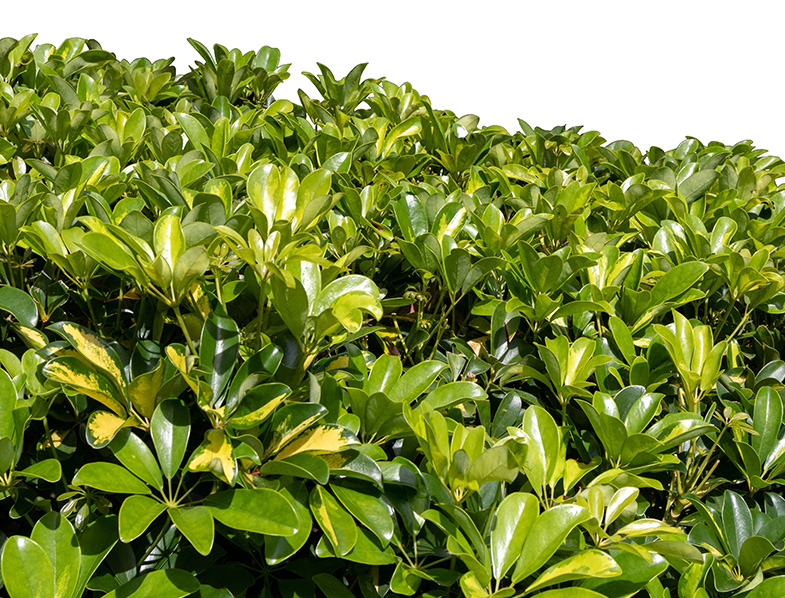 Dwarf Umbrella Tree