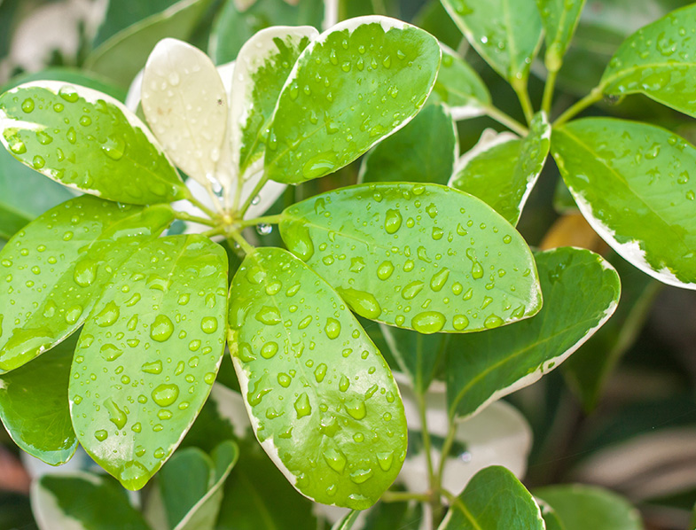 Dwarf Umbrella Tree