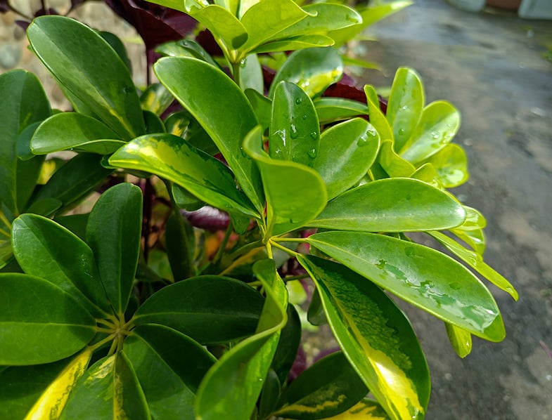 Dwarf Umbrella Tree