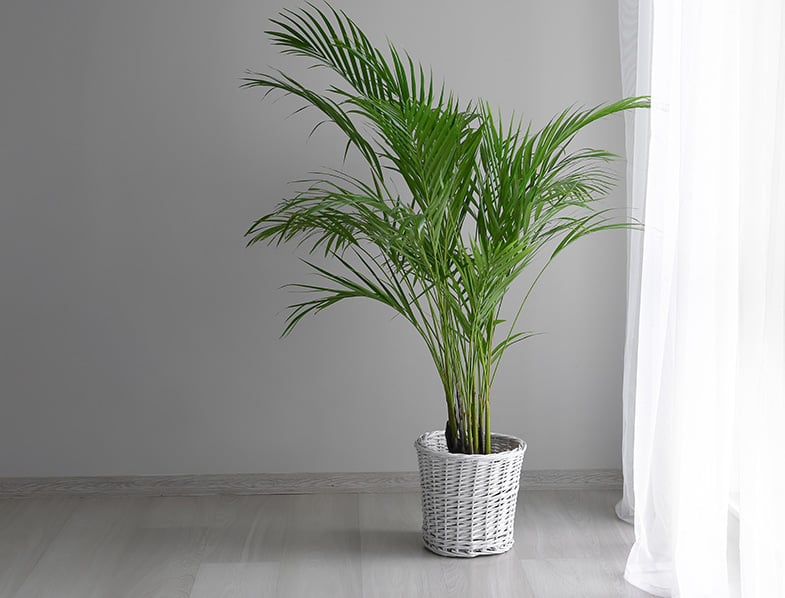Dypsis lutescens