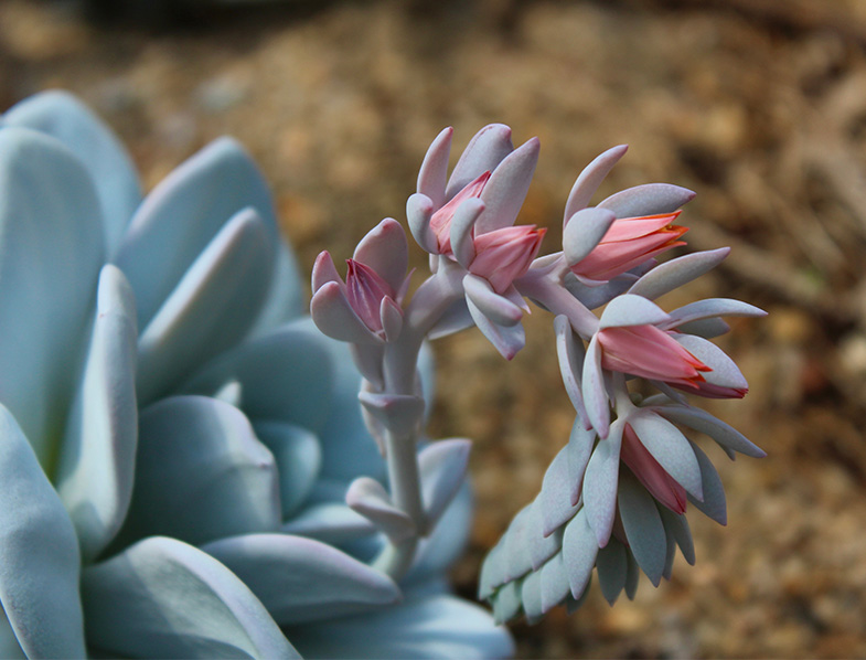 Echeveria Laui