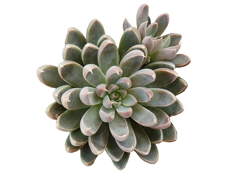 Echeveria Rusbyi