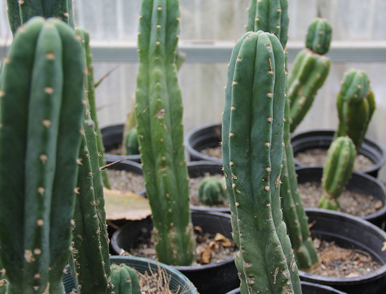 Echinopsis Pachanoi
