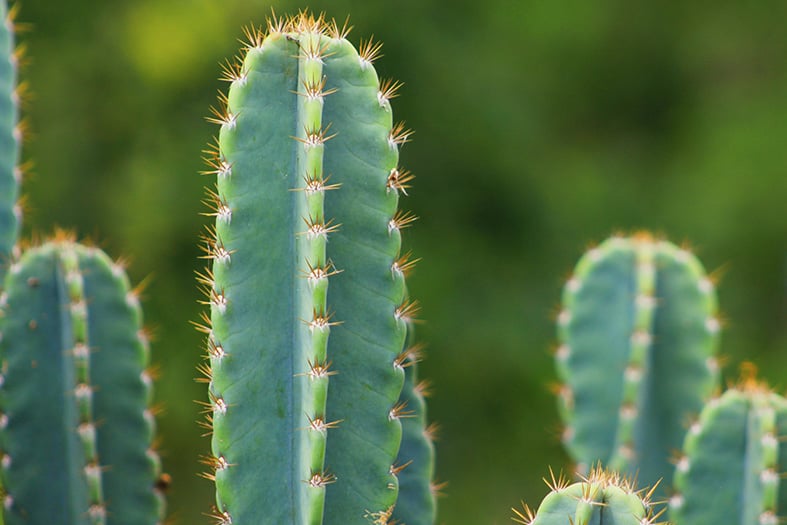 Echinopsis Pachanoi