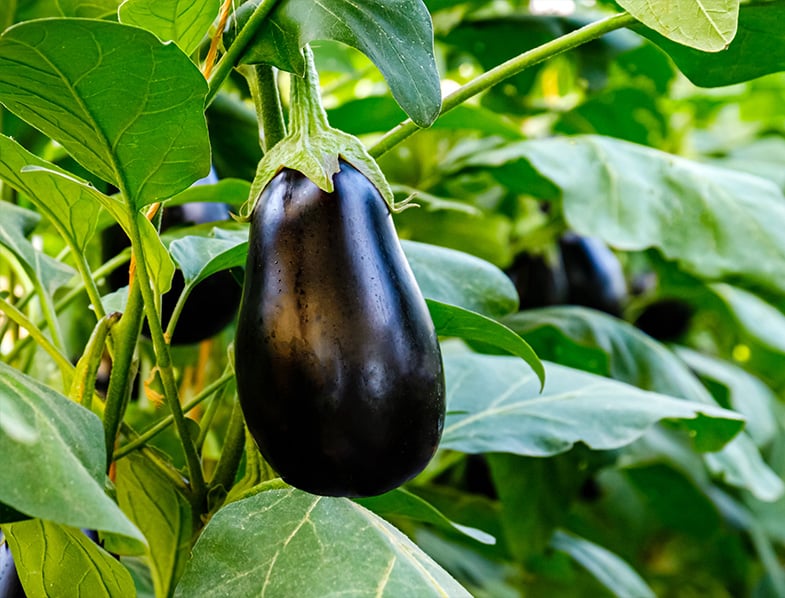 Eggplant