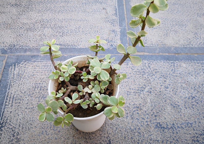 Portulacaria Afra, also know as "Elephant Bush"