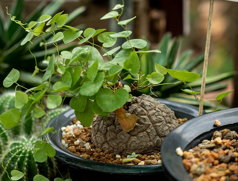 Elephant's Foot