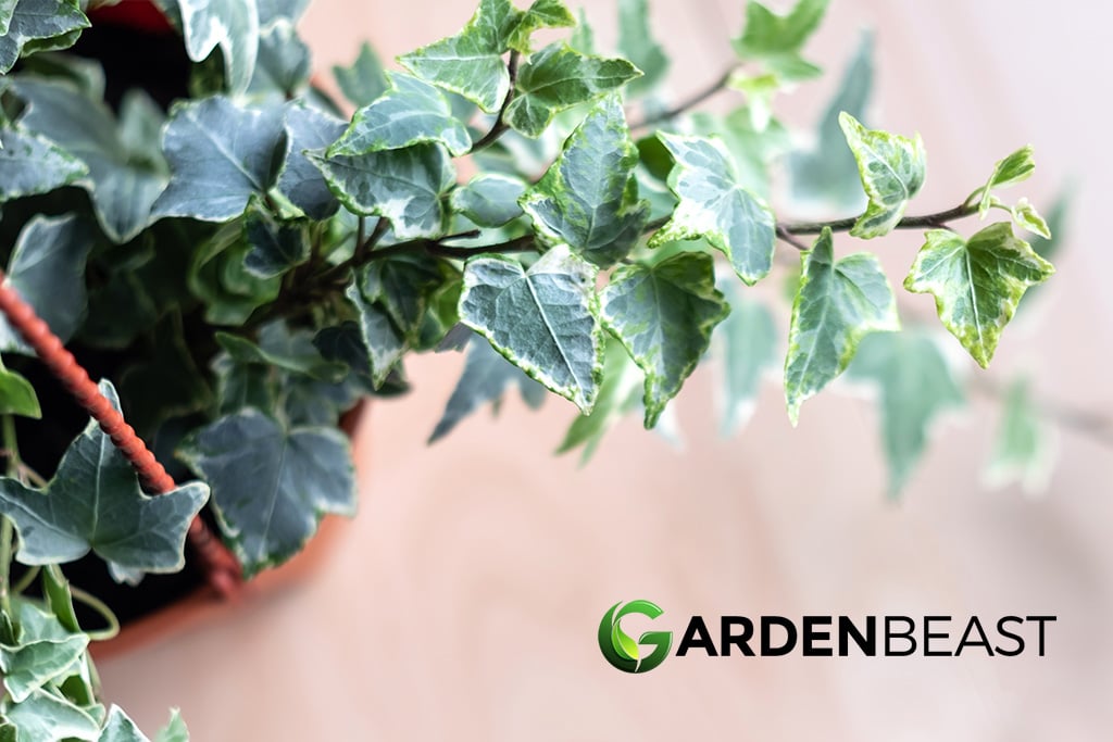 English Ivy