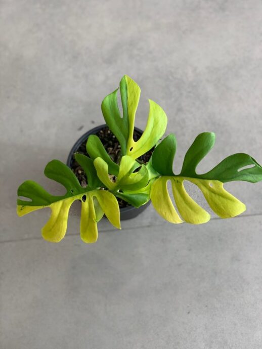 The Record-Setting Plant!