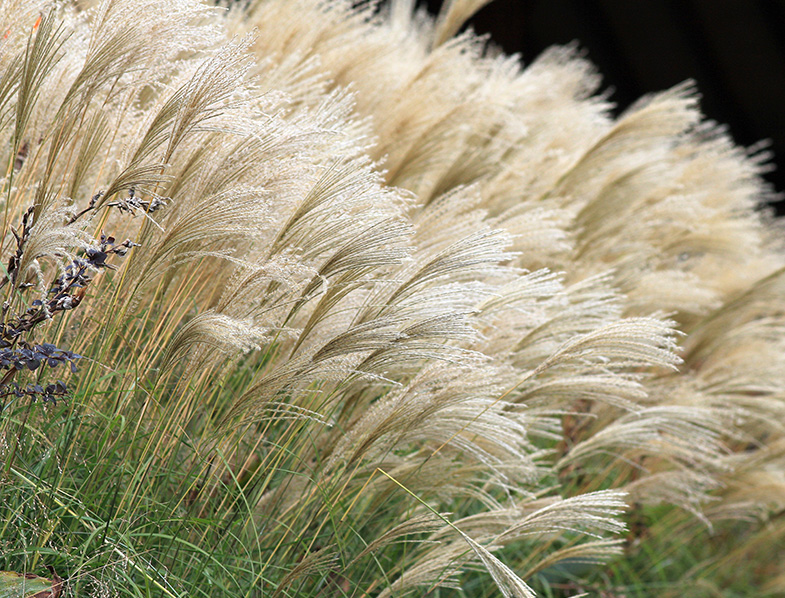 Feather Reed Grass