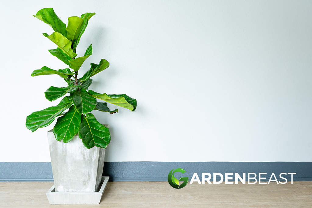Fiddle Leaf Fig