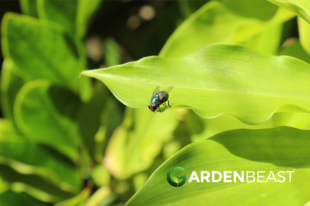 What Are The Best Fly Repellent Plants? Here’s What You Need to Grow