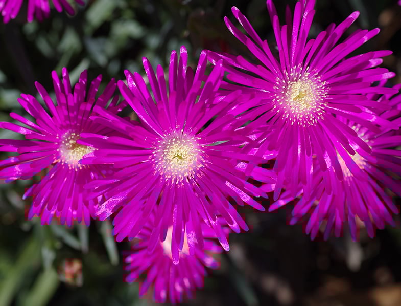 Purple Ice Plant