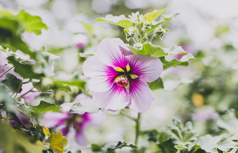 Rose of Sharon