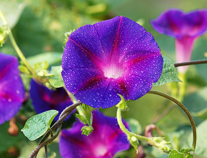 Morning Glory Flower