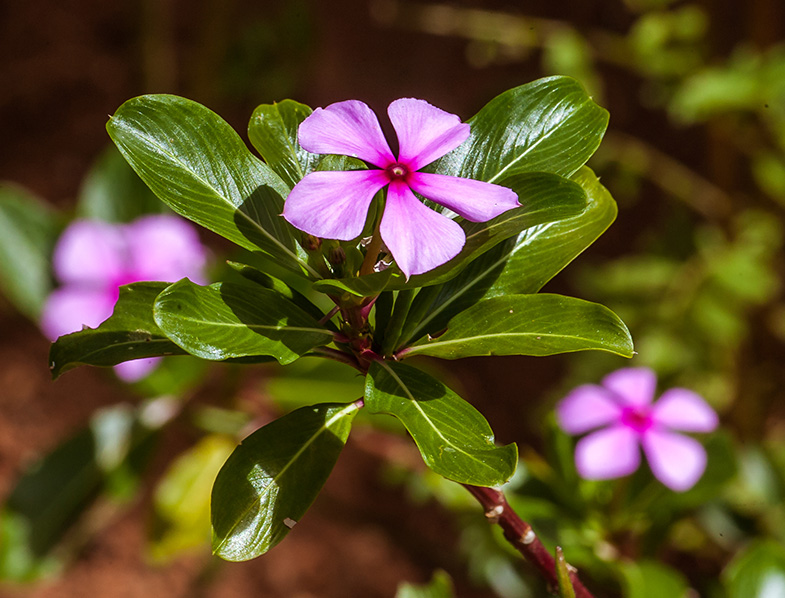 Catharanthus roseus flower