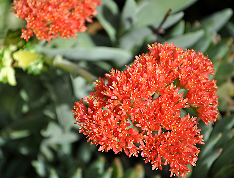 Flower of the Propeller Plant
