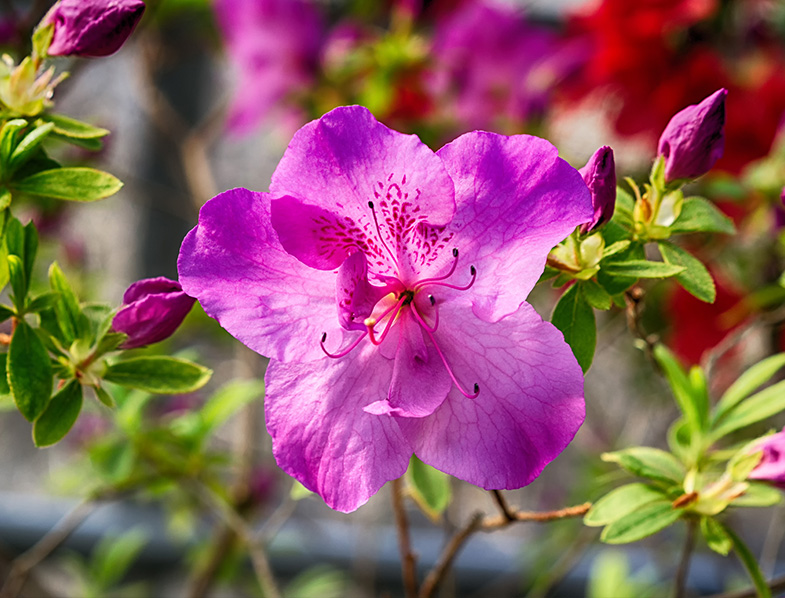 Flower on the Azalea bush