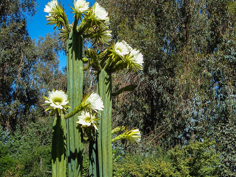 Flowering Echinopsis Pachanoi