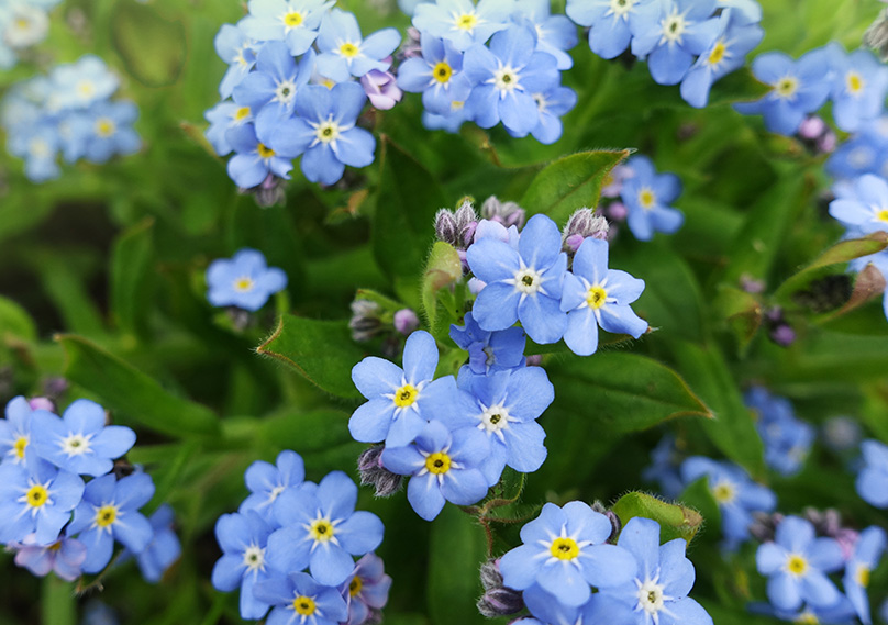 Forget-Me-Not