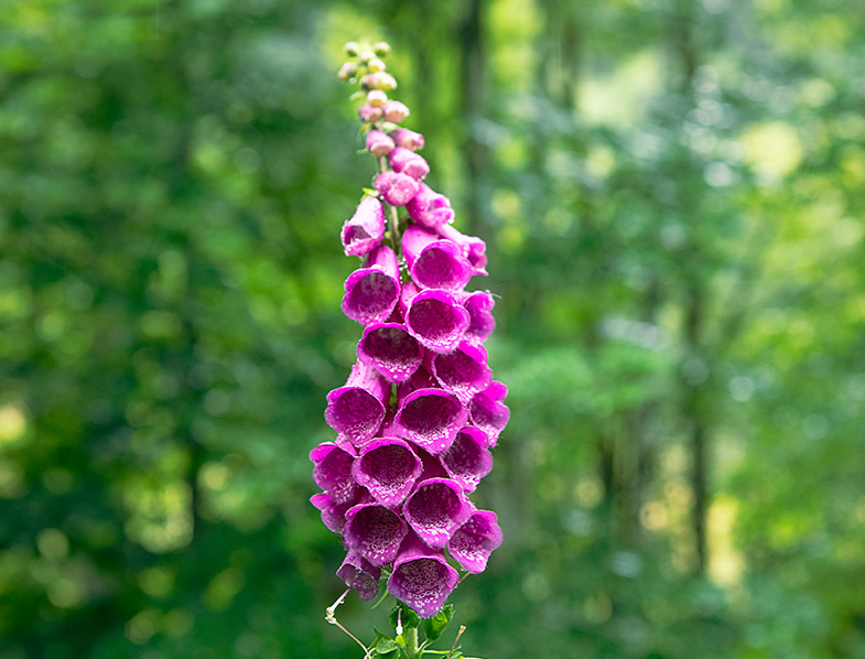 Foxgloves
