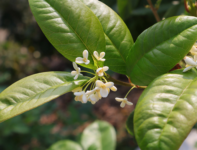 Osmanthus Fragrans