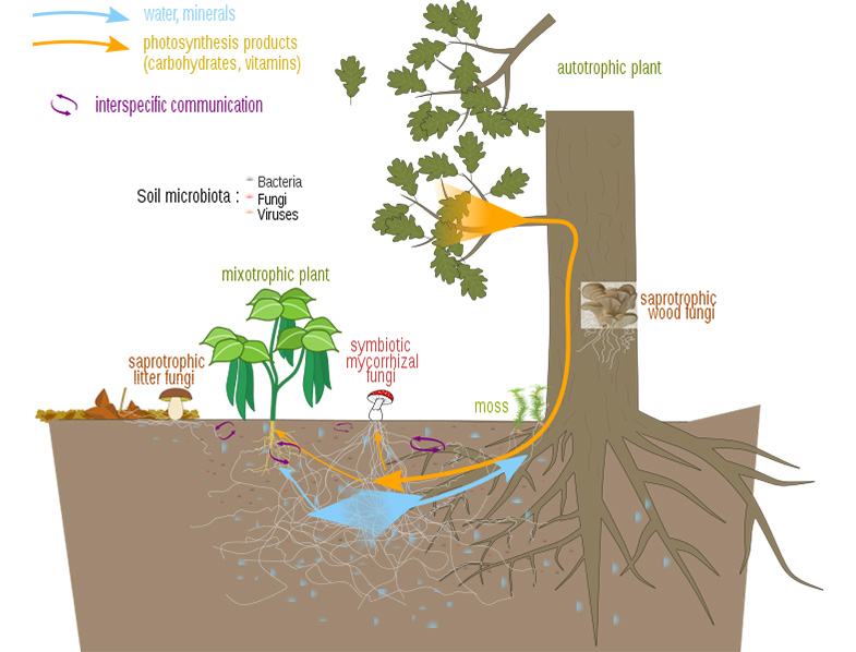 Mycorrhizae