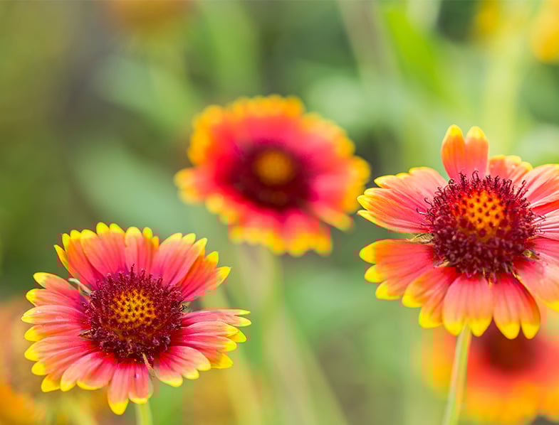 Gaillardia