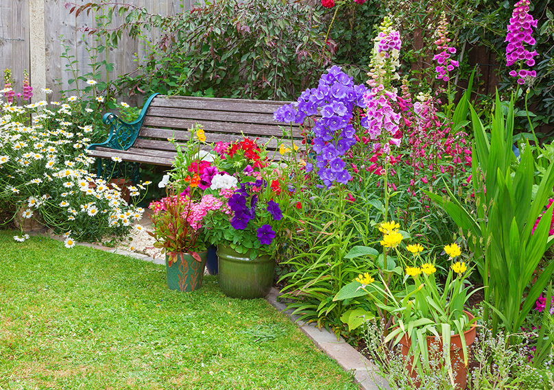 Foxgloves add a great splash of color