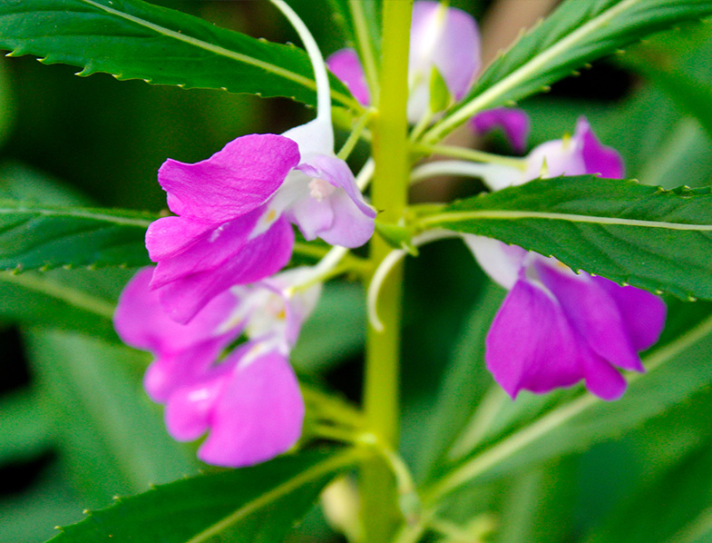 garden balsam
