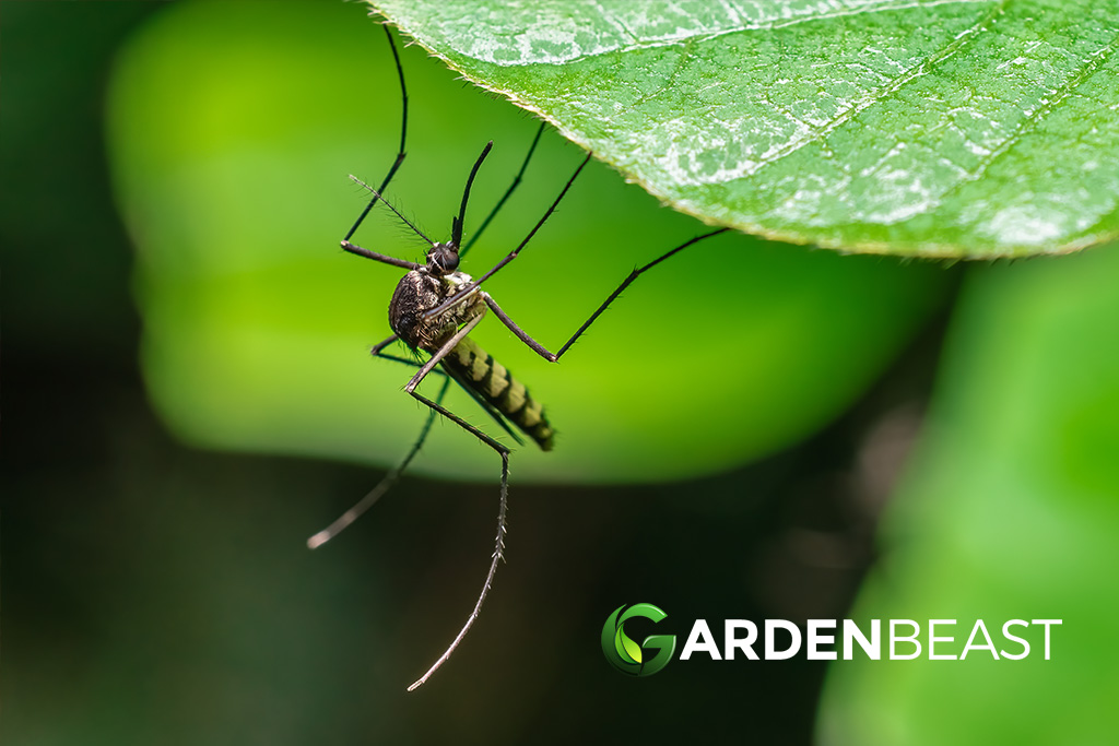 13 Natural Ways to Get Rid of Mosquito From Your Home & Yard