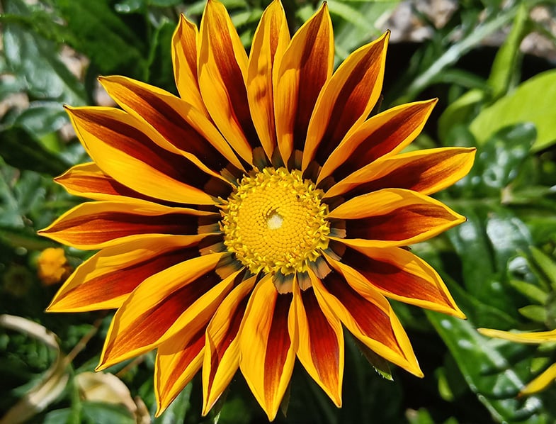 Gazania flower