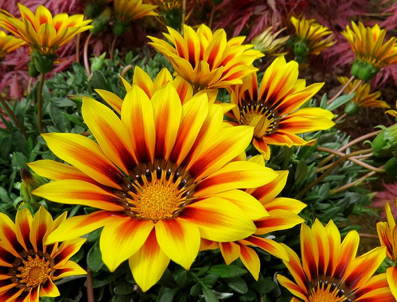 Gazania