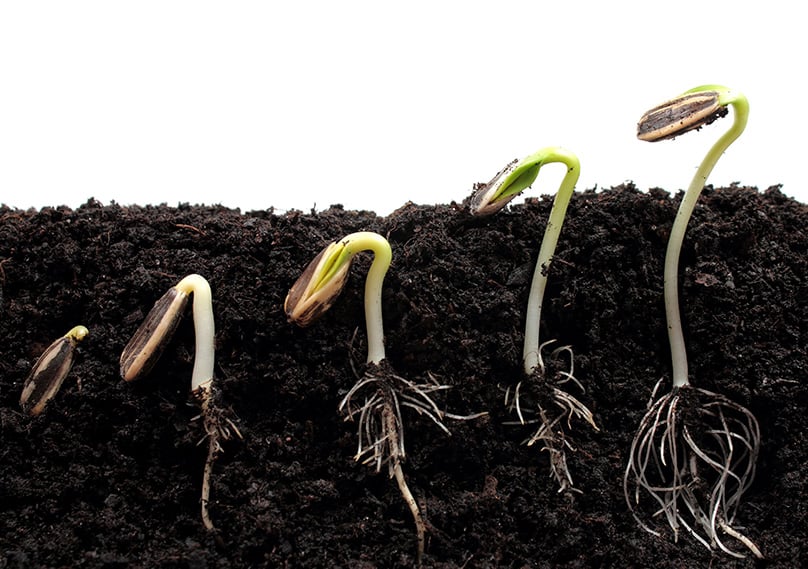 Sunflower seeds germinating