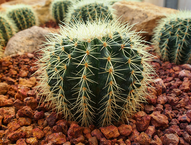 Golden Barrel Cactus
