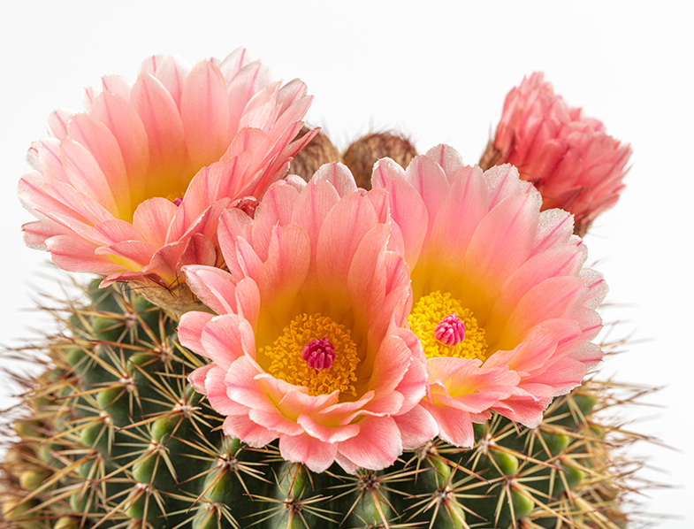 Golden Barrel Cactus