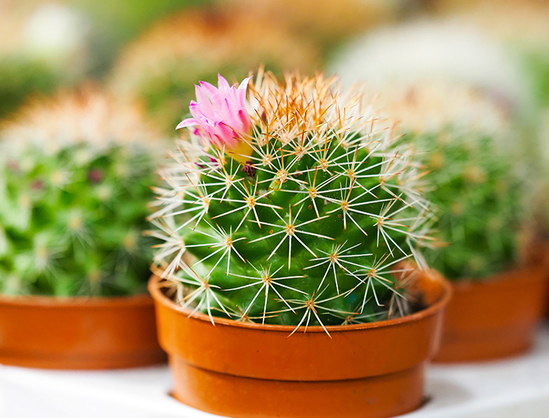 Golden Barrel Cactus