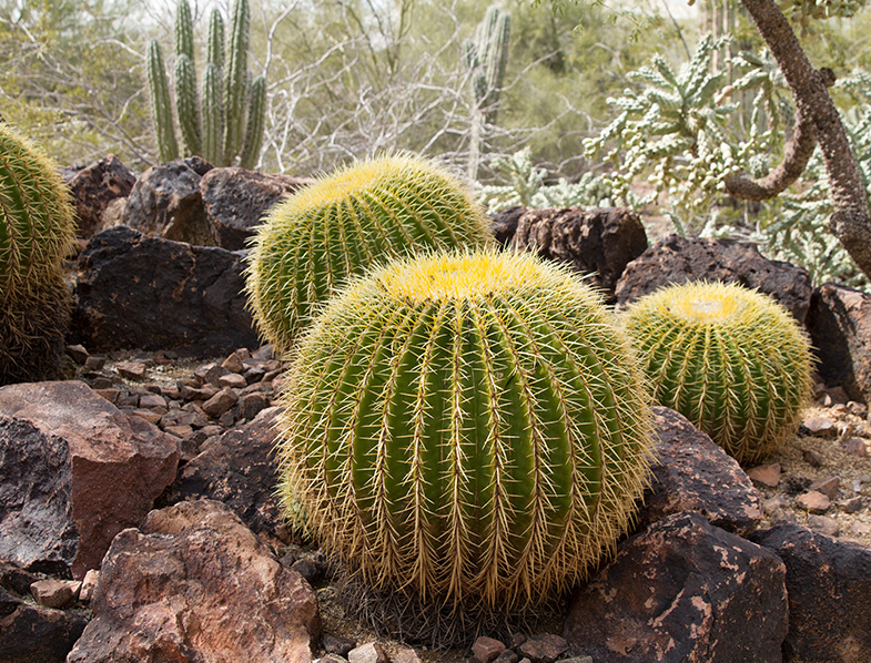 Golden Barrel Cactus