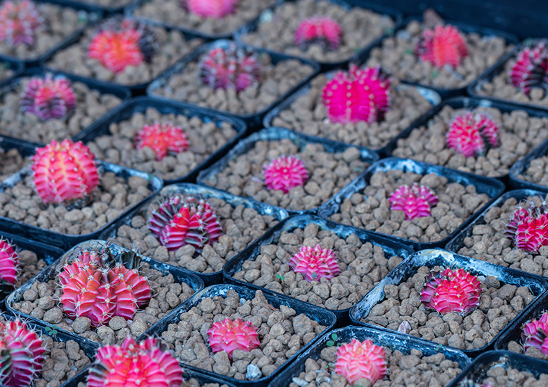 Many species of cacti can be grafted easily