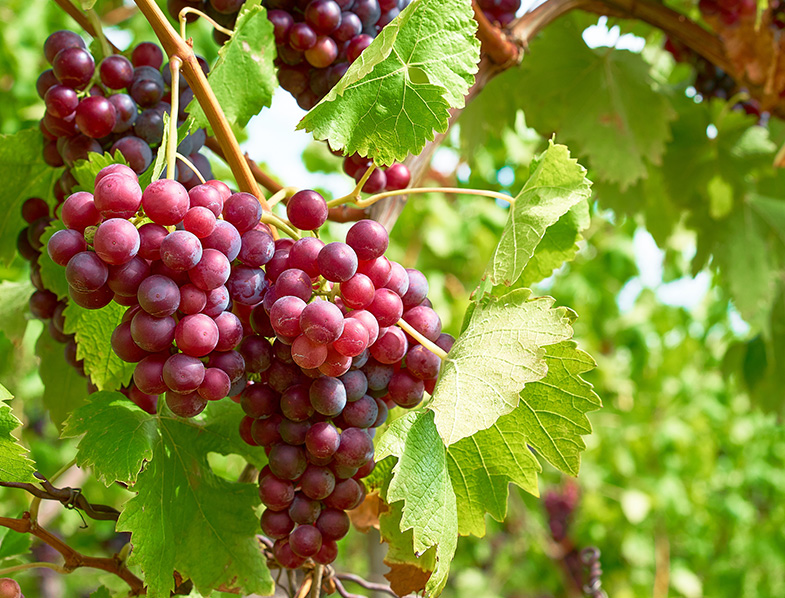Grapes