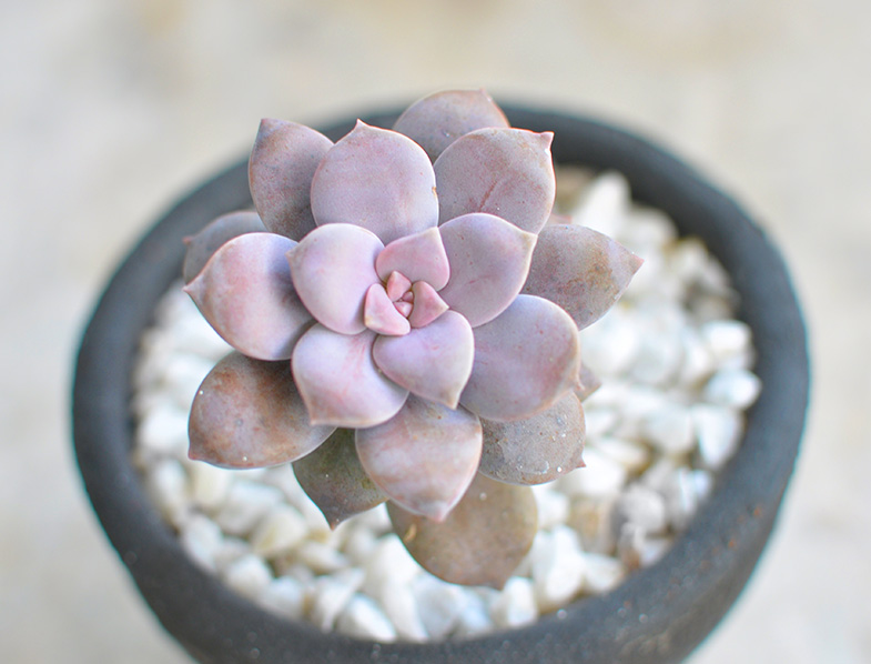 Graptopetalum Superbum