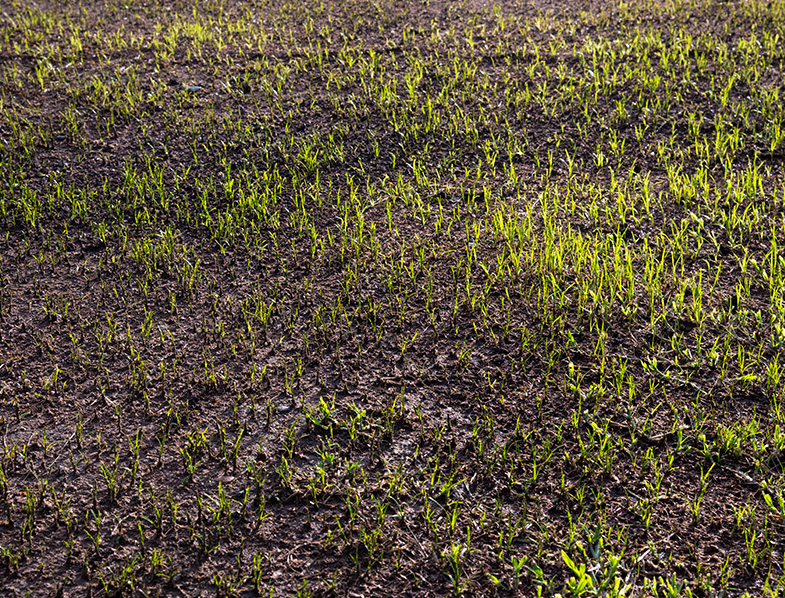 How Long Does It Take For Grass To Grow?