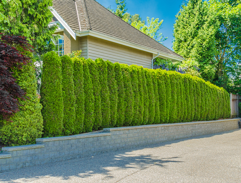 A Green fence for privacy