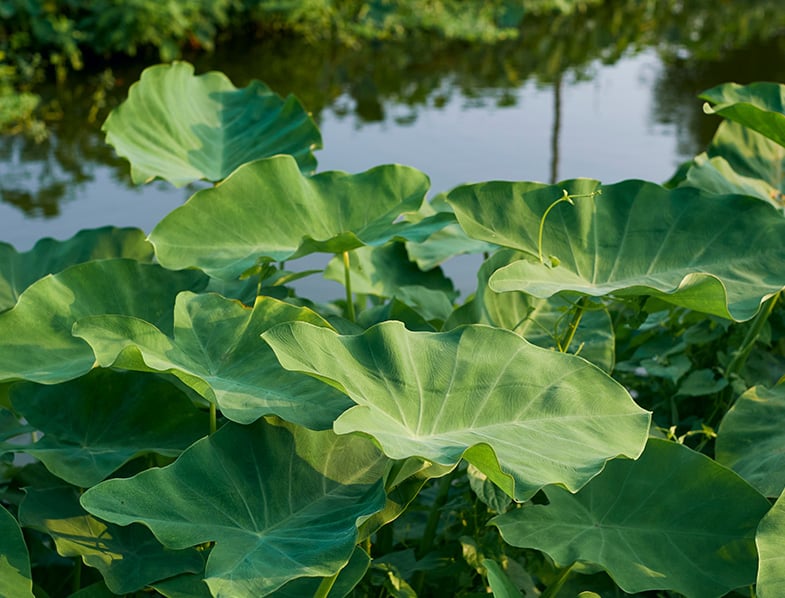 Green Taro