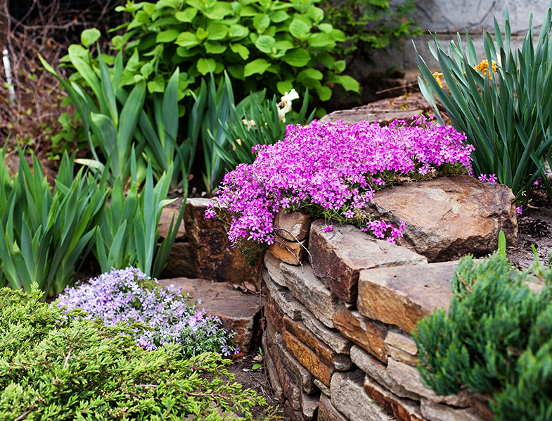 Creeping phlox provides ideal ground cover