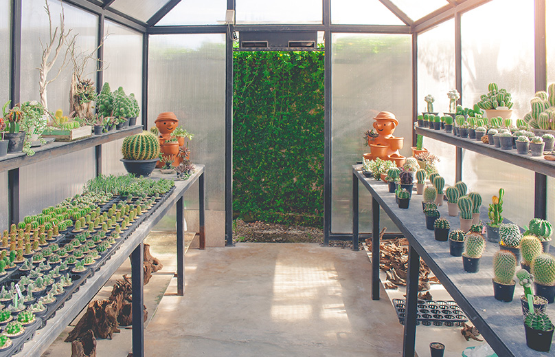Growing Cacti in a Greenhouse