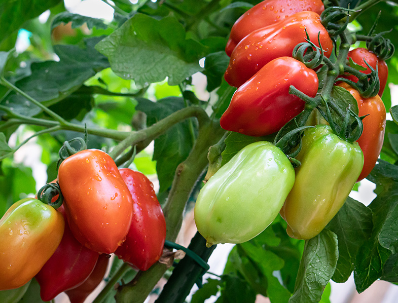 San Marzano Tomatoes